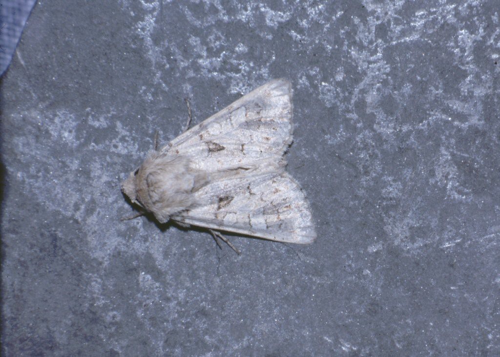 Tawny Shears (Hadena perplexa)