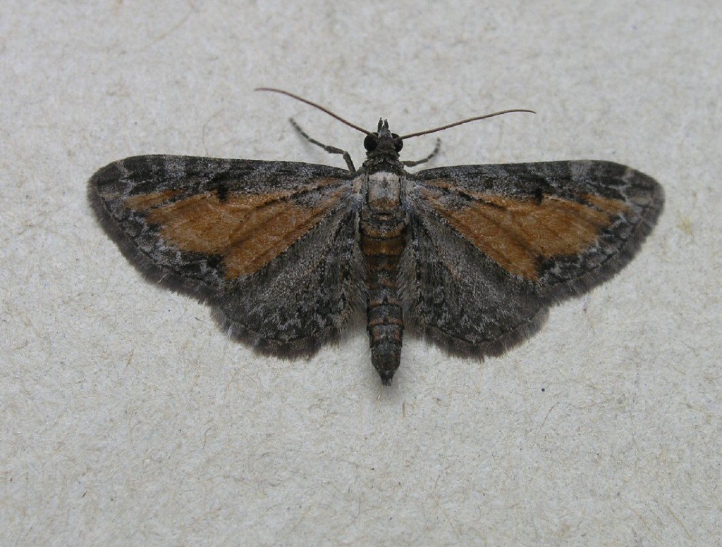 Tawny Speckled Pug (Eupithecia icterata)