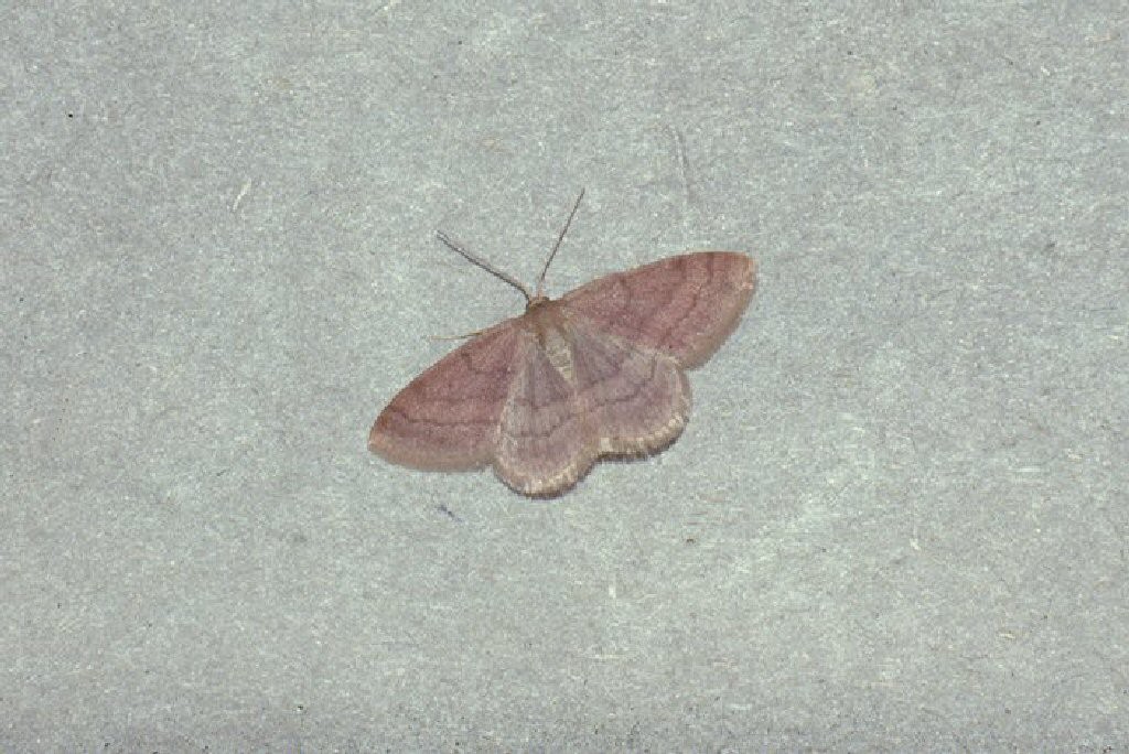 Tawny Wave (Scopula rubiginata)