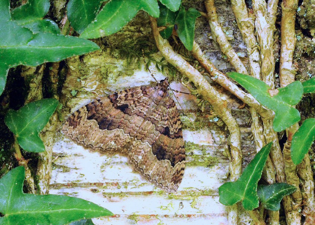 The Tissue (Triphosa dubitata)