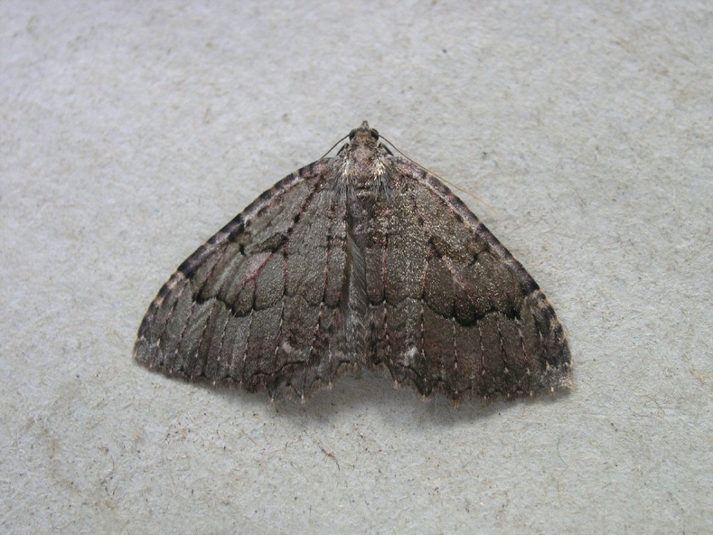 The Tissue (Triphosa dubitata)