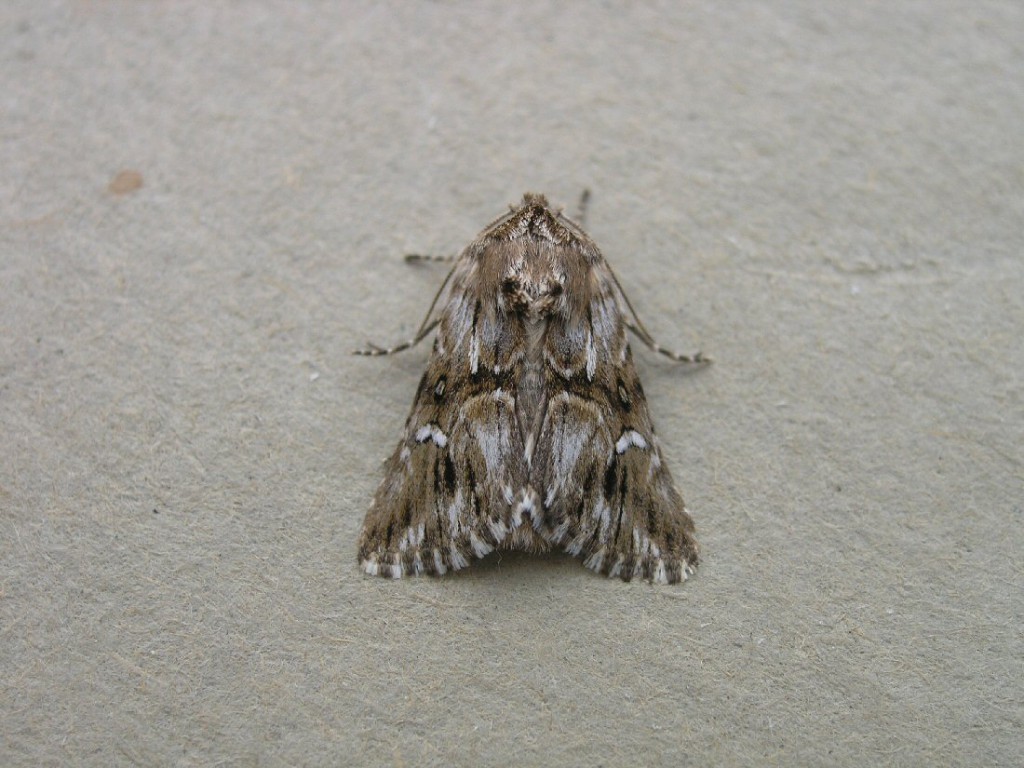 Toadflax Brocade (Calophasia lunula)