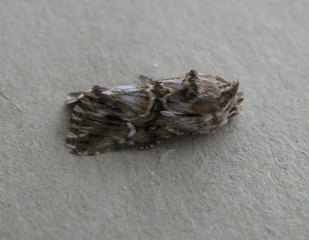Toadflax Brocade (Calophasia lunula)