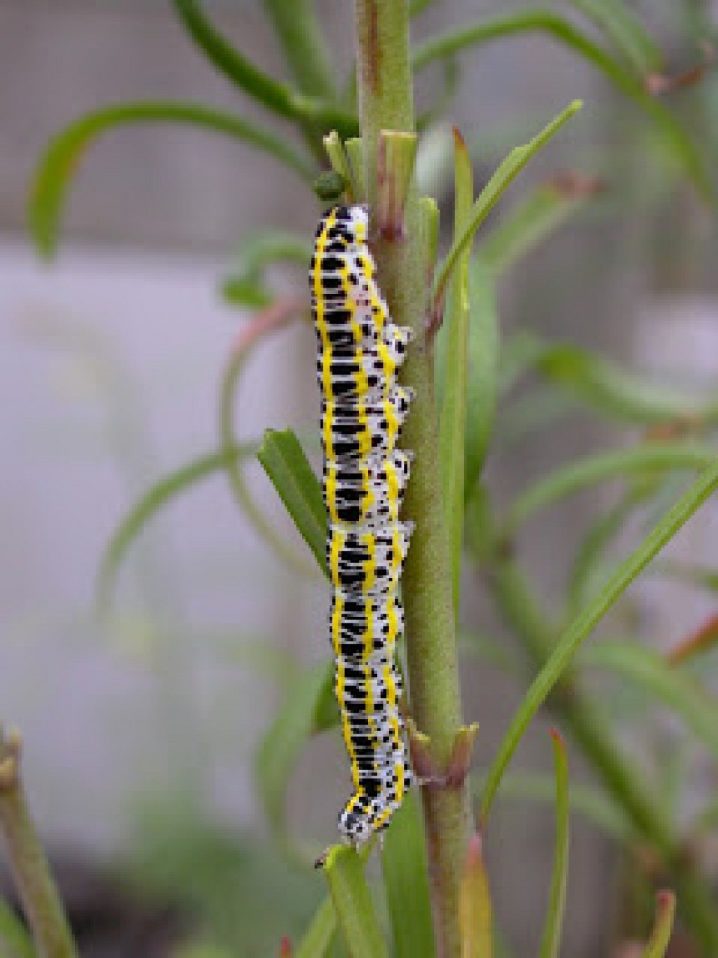 Toadflax Brocade (Calophasia lunula)