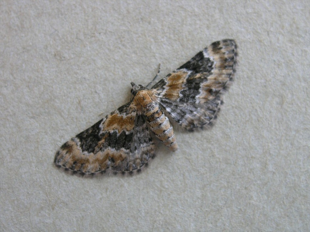 Toadflax Pug (Eupithecia linariata)