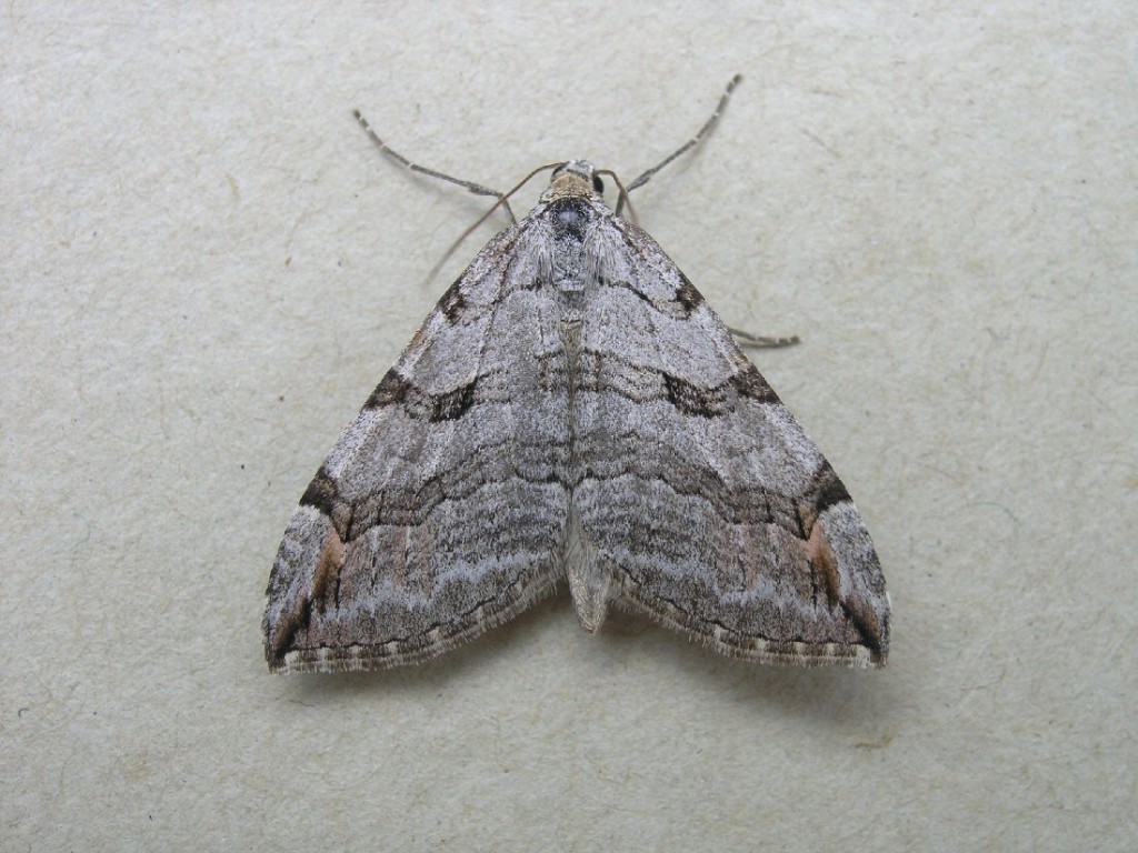 Treble-bar (Aplocera plagiata)