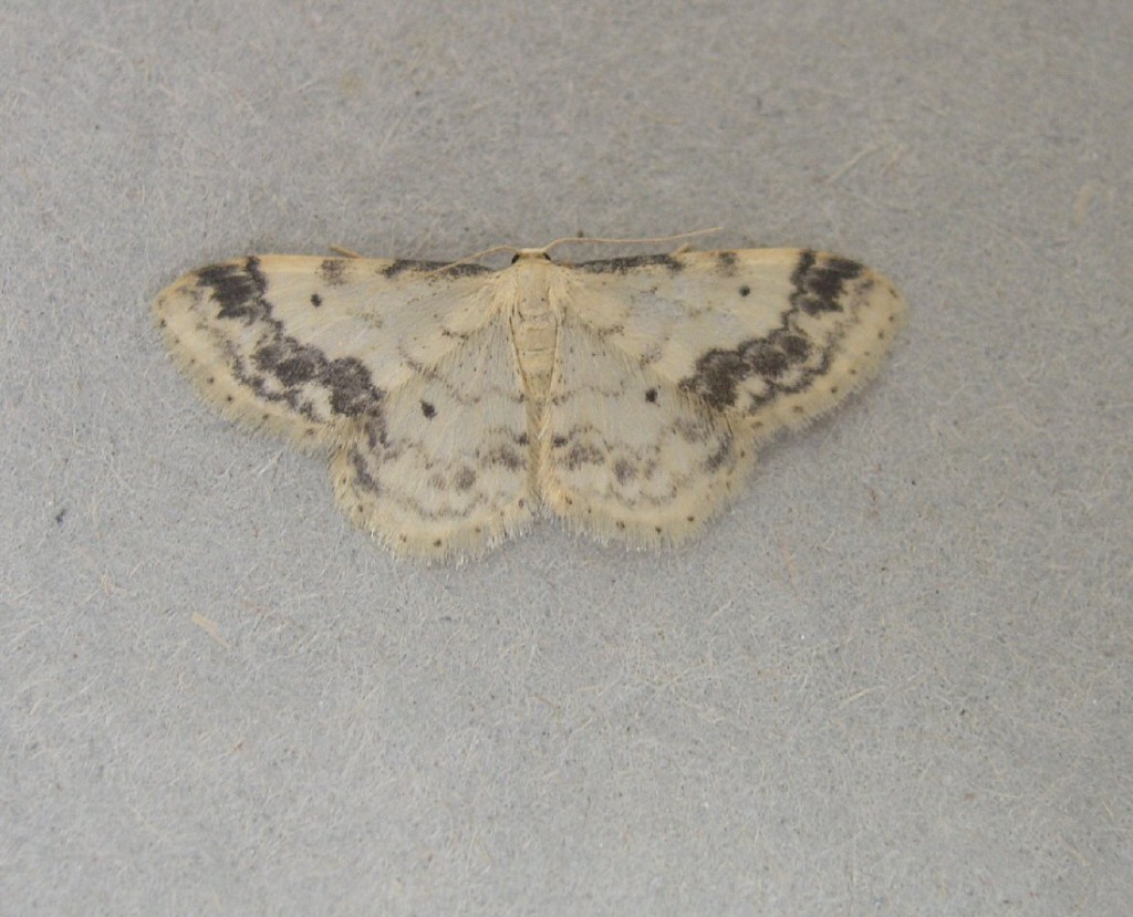 Treble Brown Spot (Idaea trigeminata)