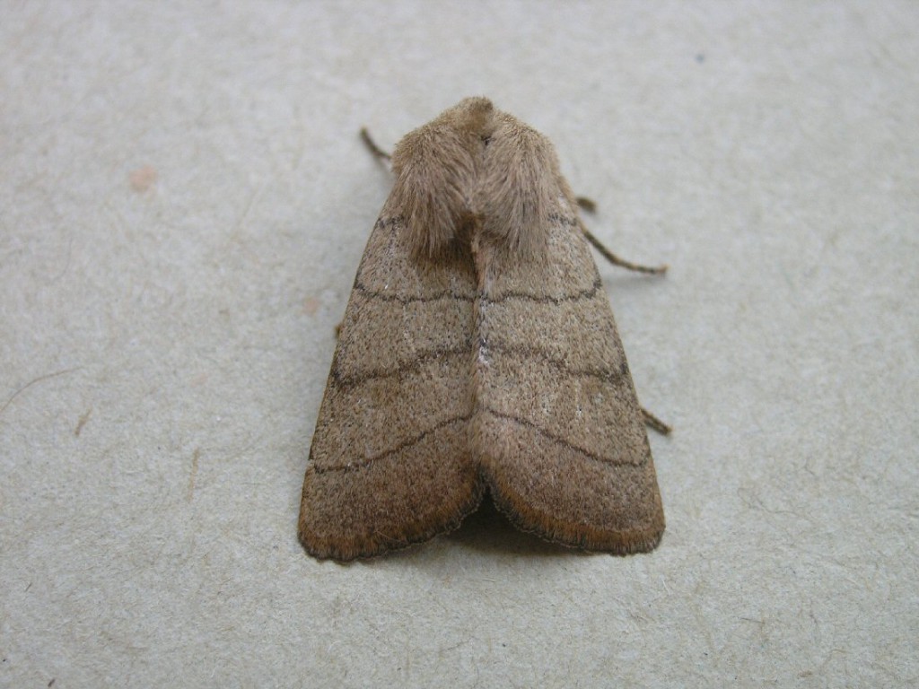 Treble Lines (Charanyca trigrammica)