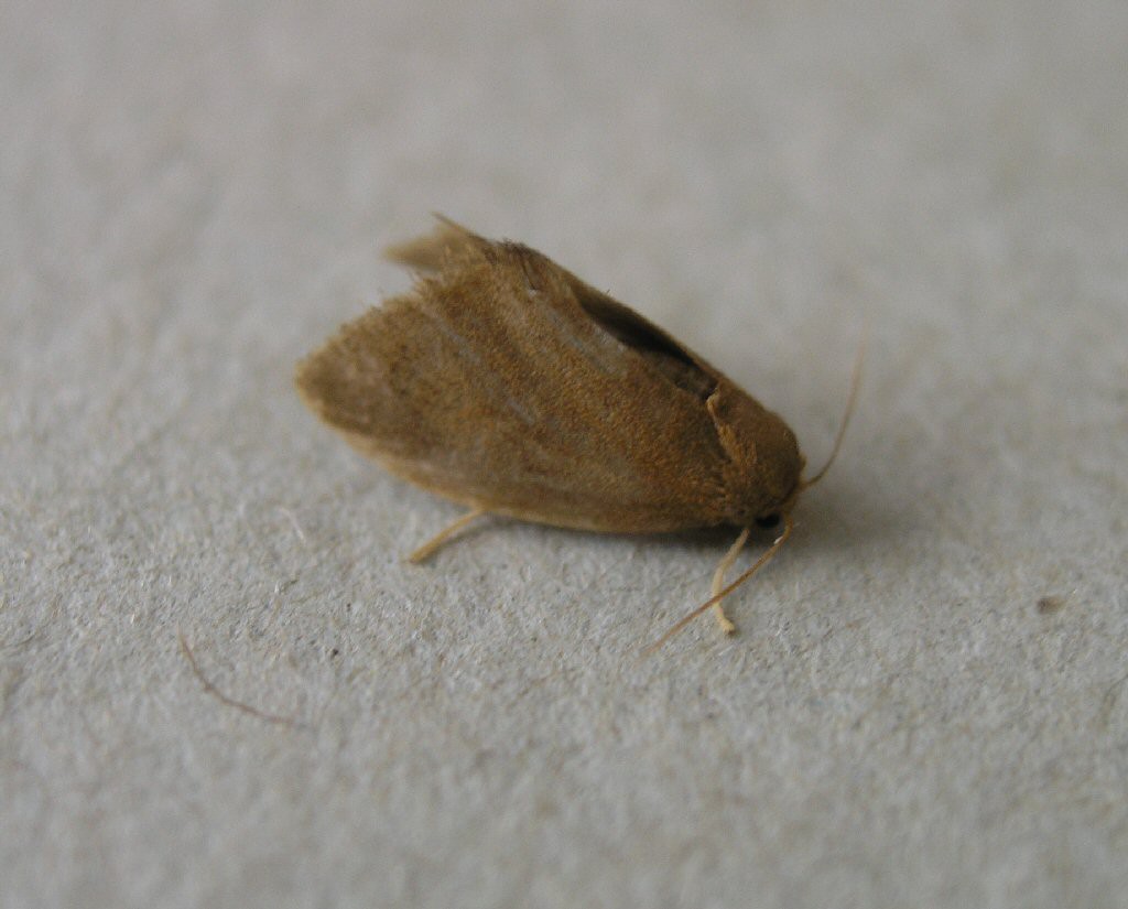 The Triangle (Heterogenea asella)