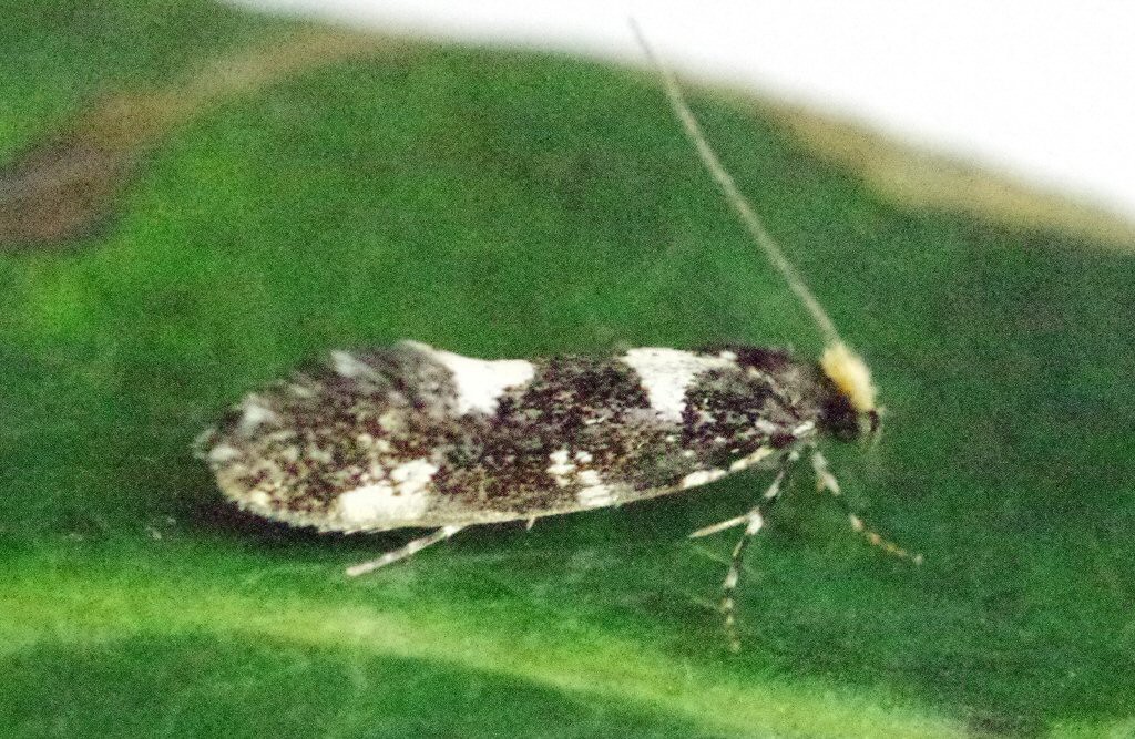 (Triaxomera fulvimitrella)