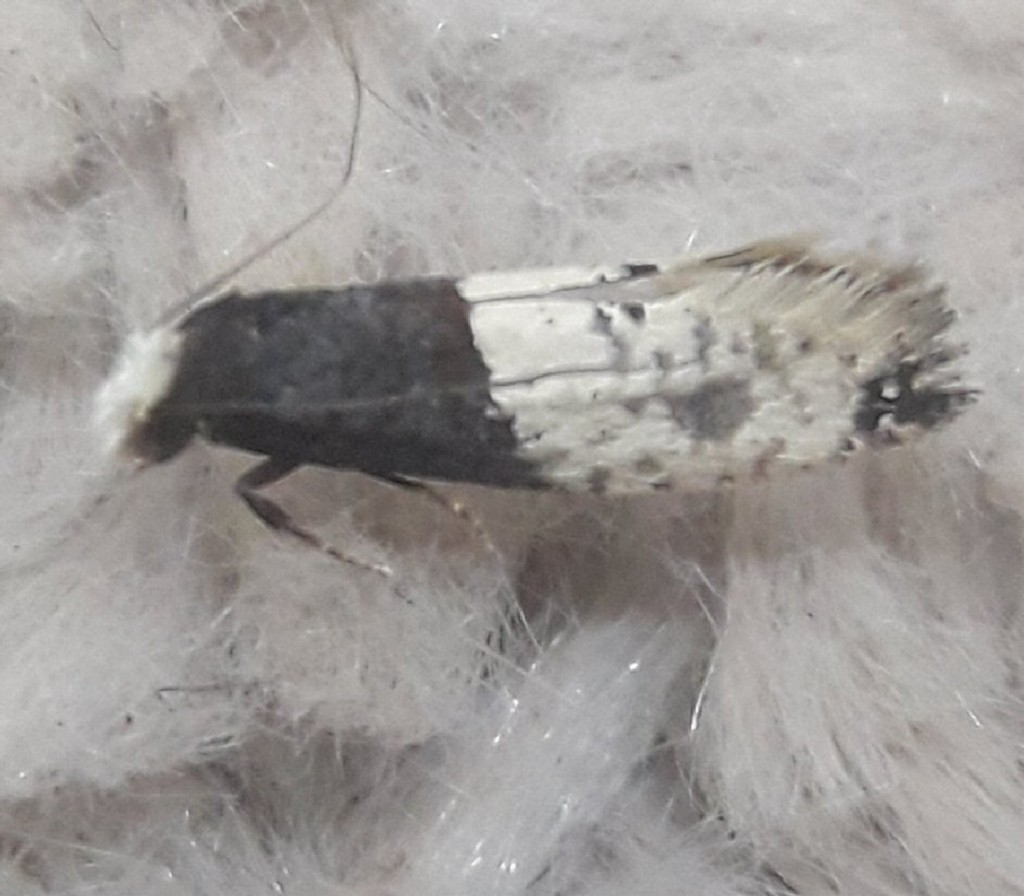 Tapestry Moth (Trichophaga tapetzella)