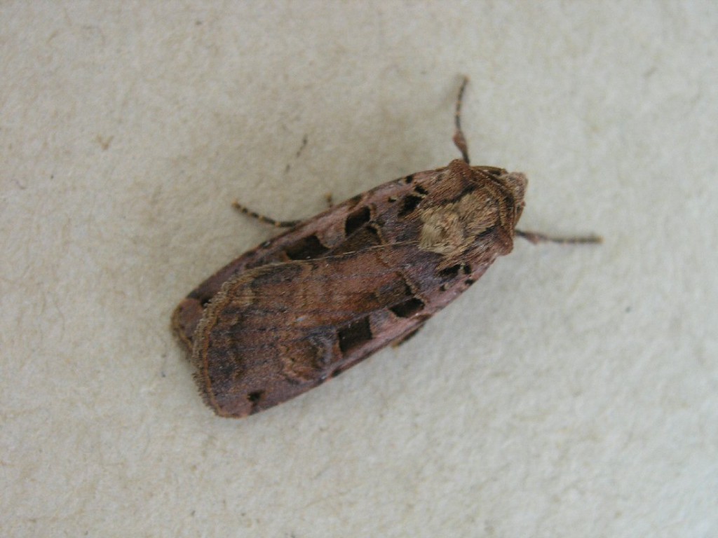 Triple-spotted Clay (Xestia ditrapezium)