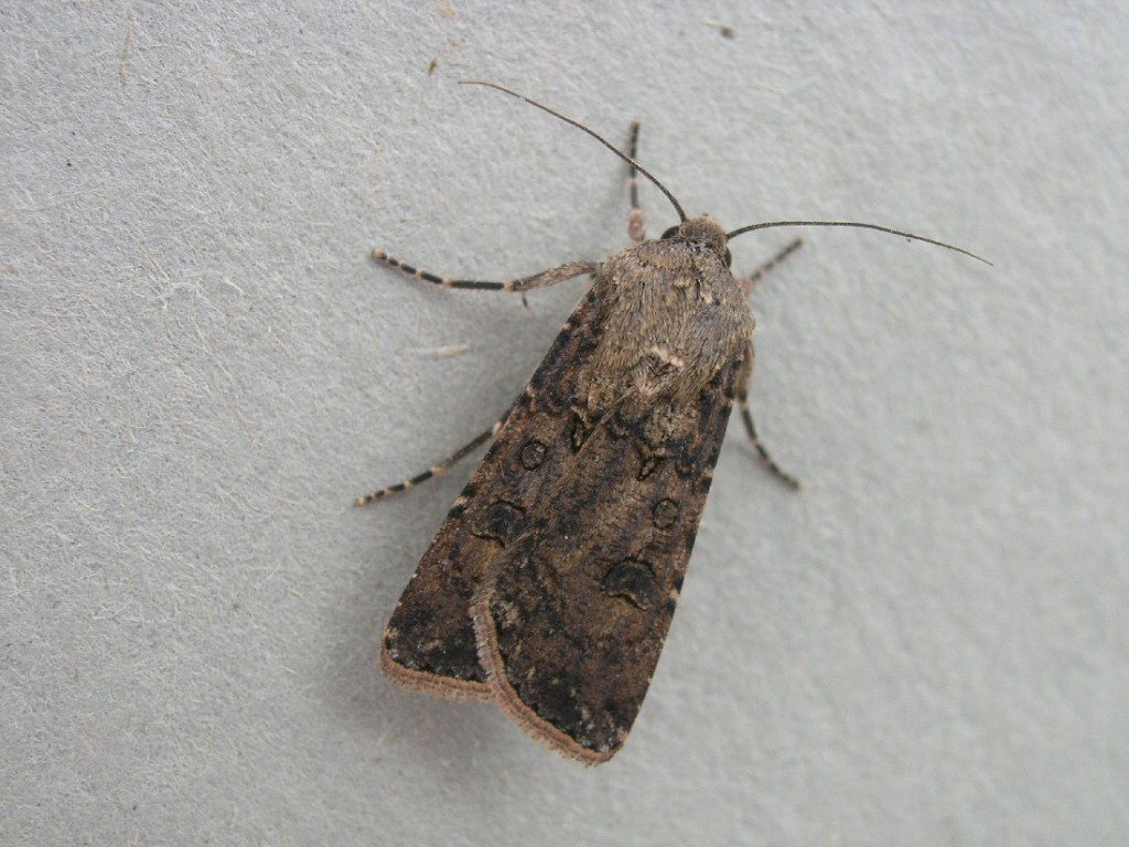 Turnip Moth (Agrotis segetum)