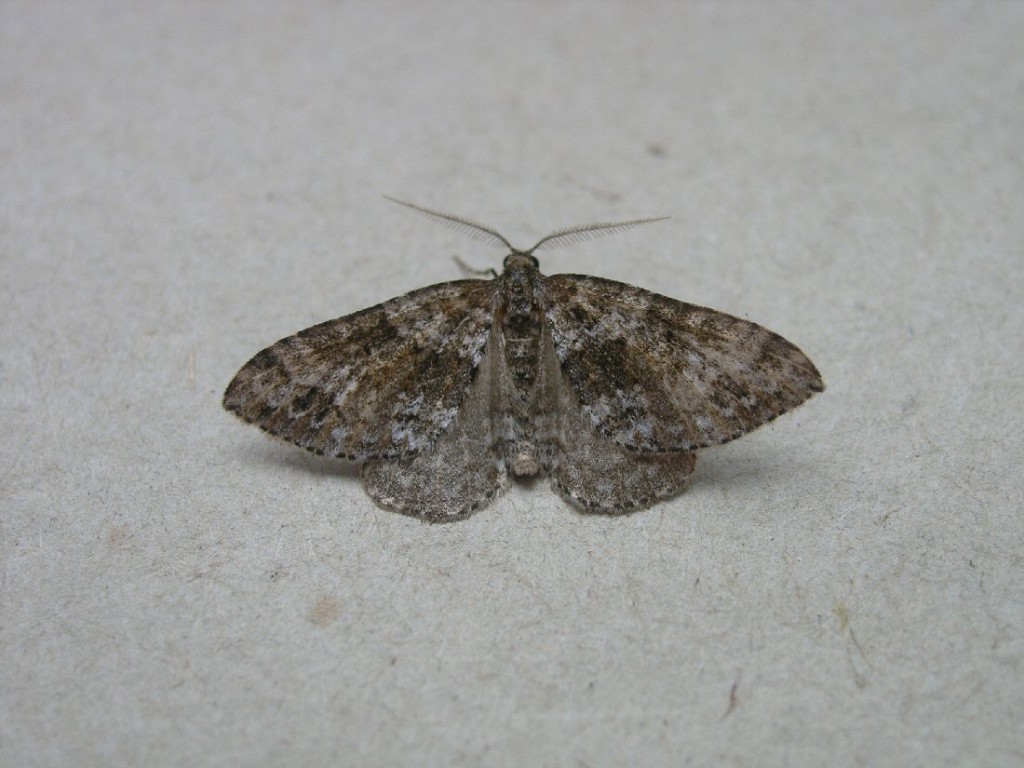 Twin-spot Carpet (Mesotype didymata)