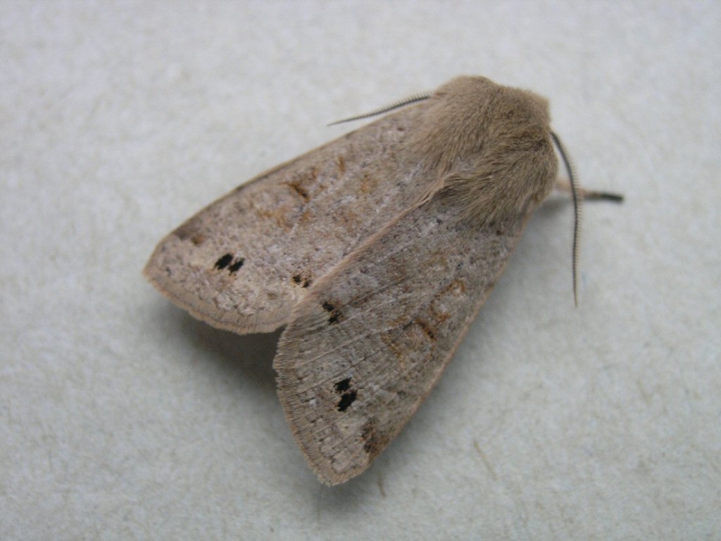 Twin-spotted Quaker (Anorthoa munda)