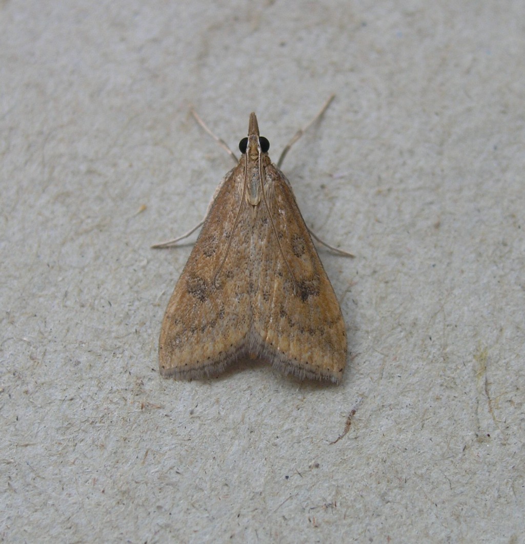 Rusty Dot Pearl (Udea ferrugalis)