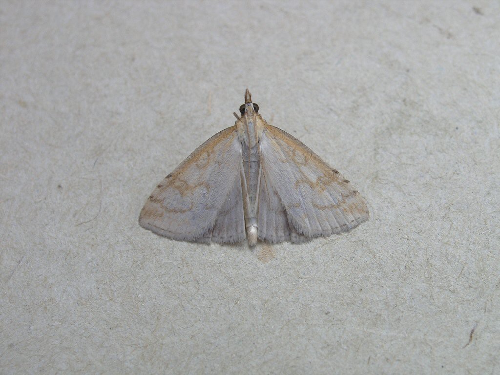 (Udea lutealis)