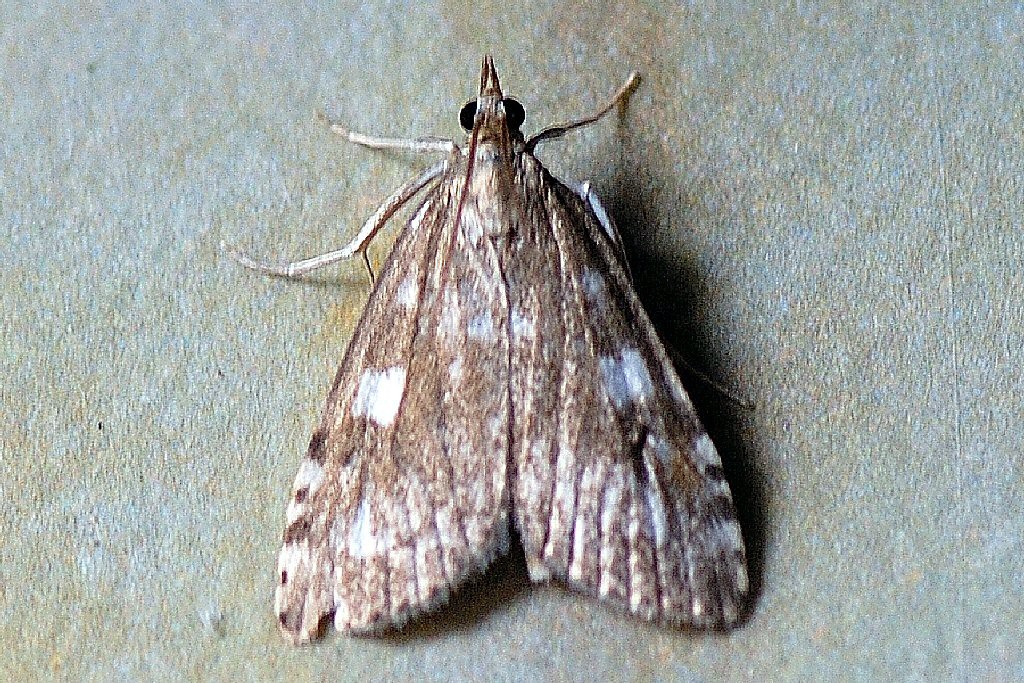 (Udea olivalis)