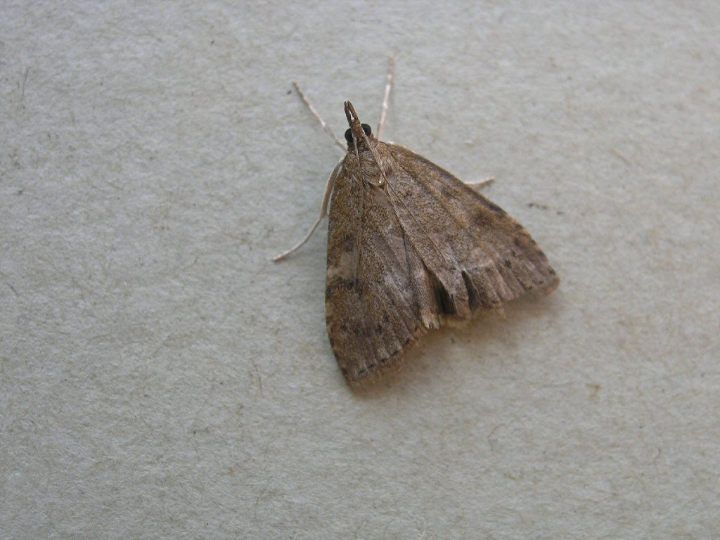 (Udea prunalis)