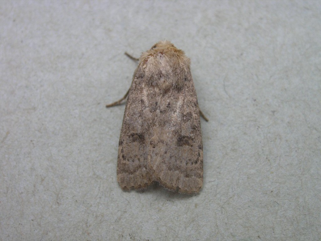 The Uncertain (Hoplodrina octogenaria)