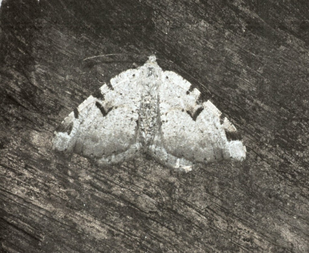 The V-Moth (Macaria wauaria)