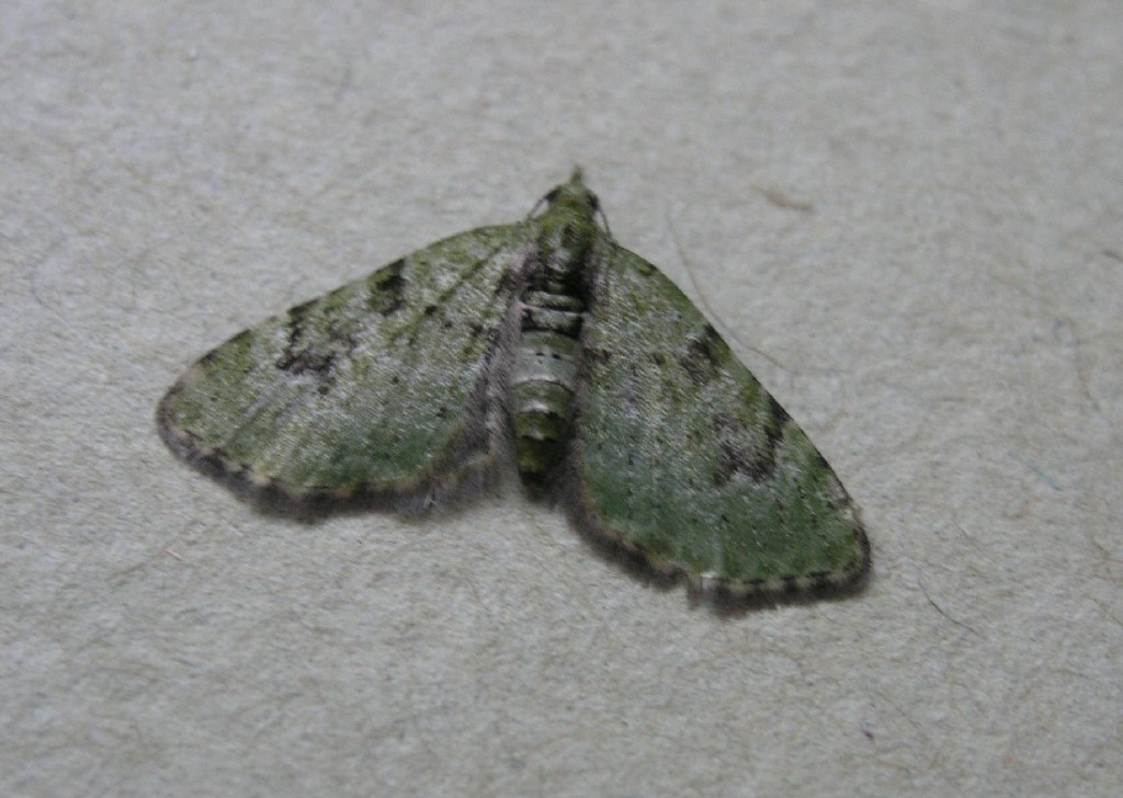 The V-Pug (Chloroclystis v-ata)