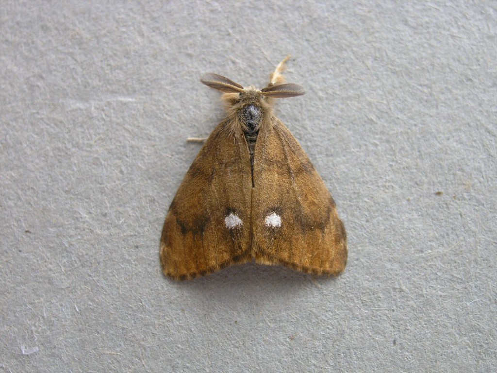 The Vapourer (Orgyia antiqua)