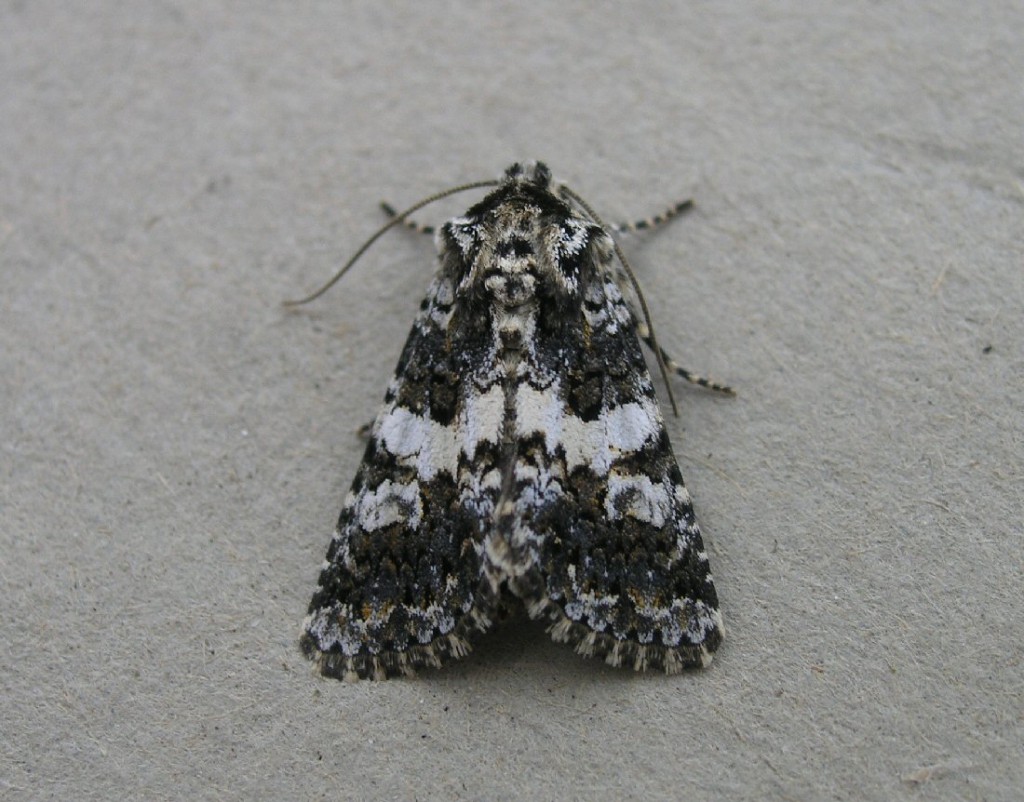 Varied Coronet (Hadena compta)