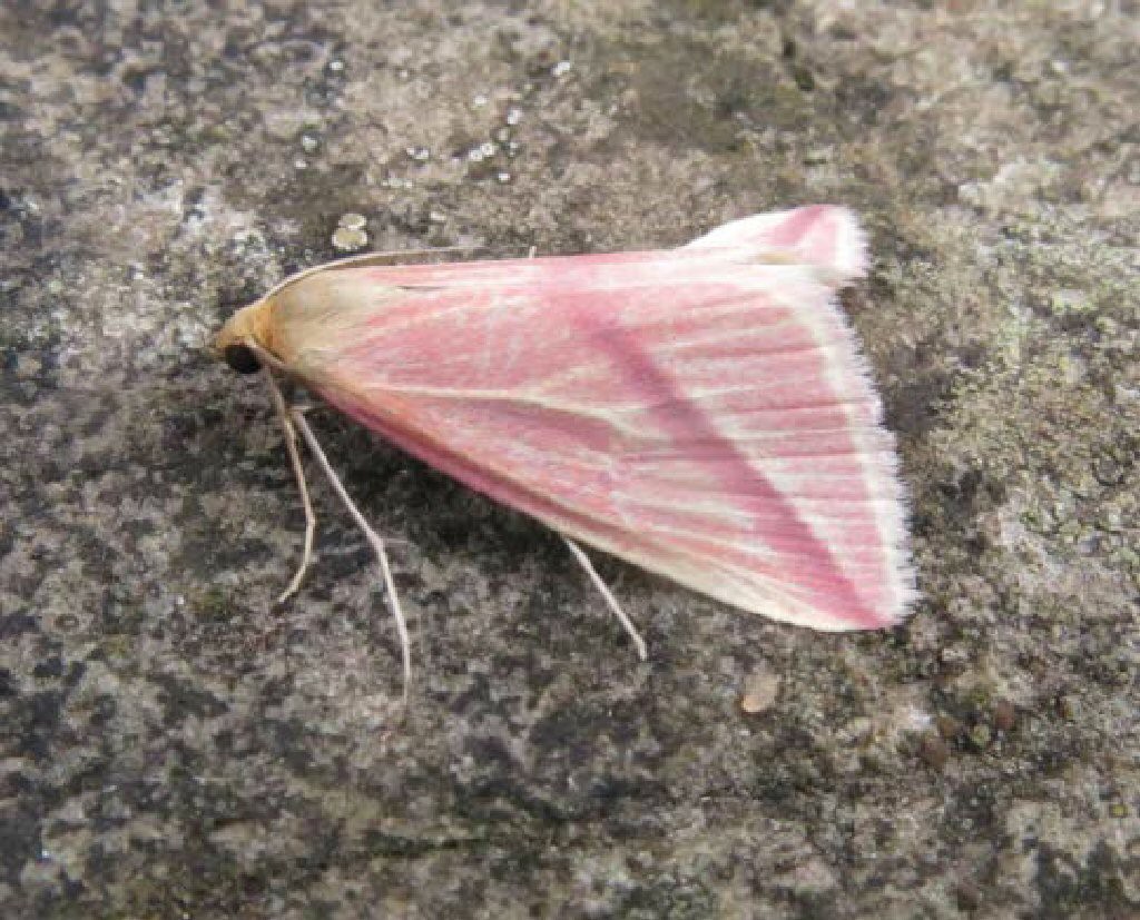 The Vestal (Rhodometra sacraria)