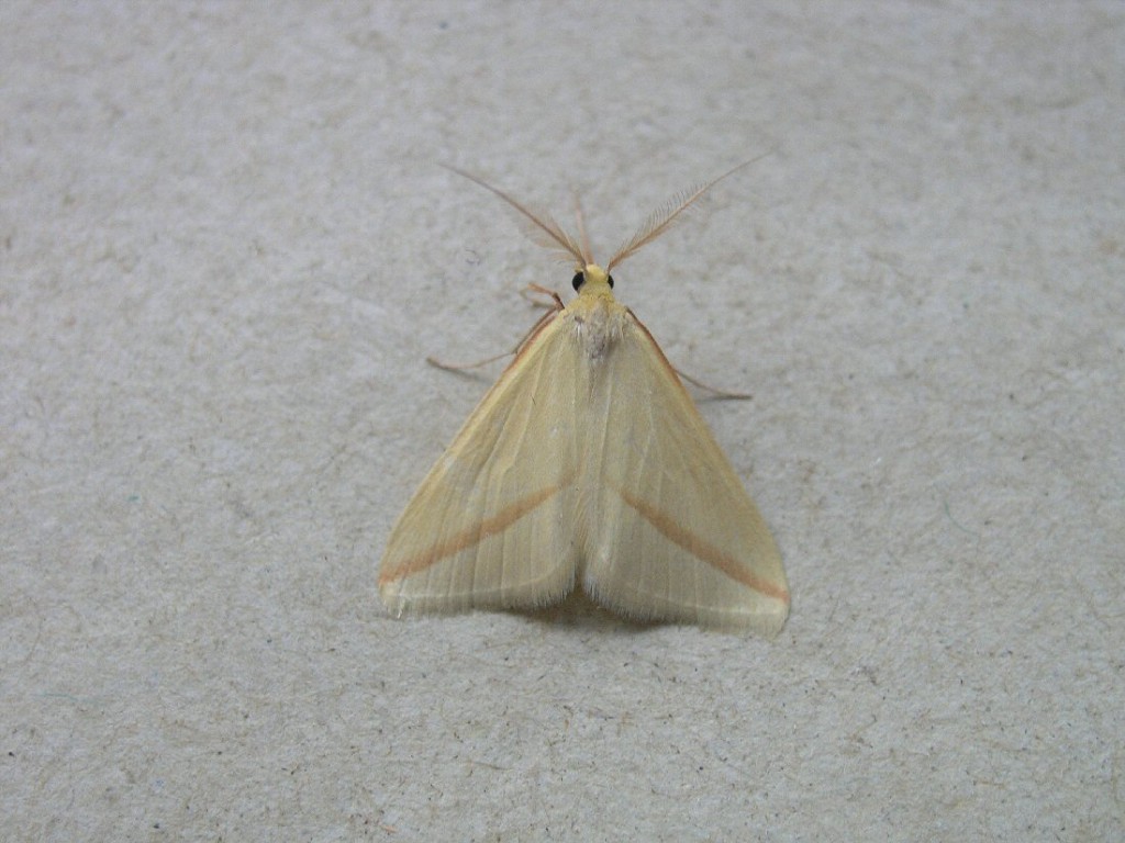 The Vestal (Rhodometra sacraria)