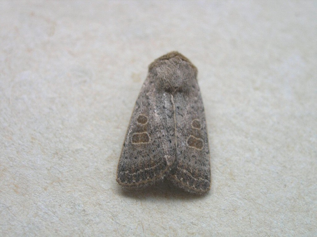 Vine's Rustic (Hoplodrina ambigua)