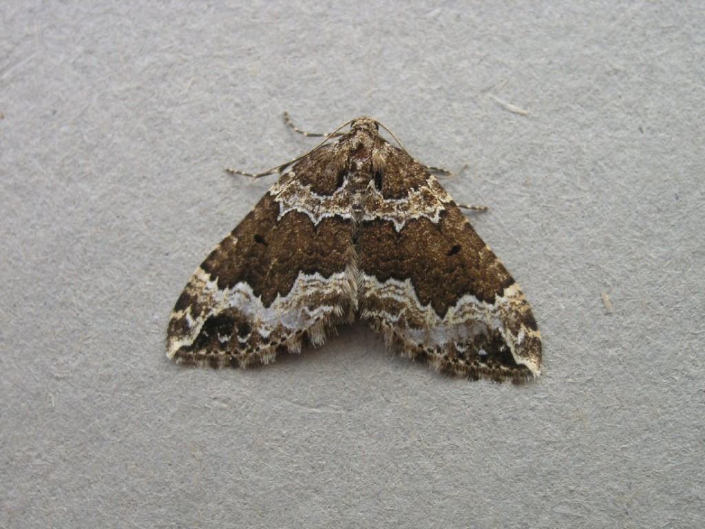 Water Carpet (Lampropteryx suffumata)