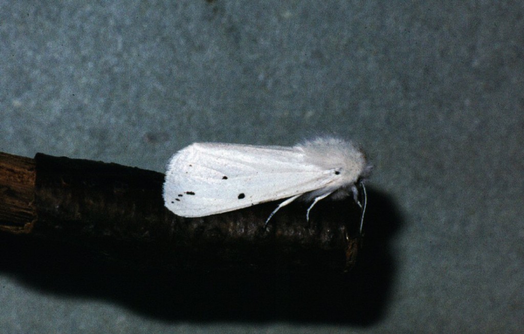 Water Ermine (Spilosoma urticae)