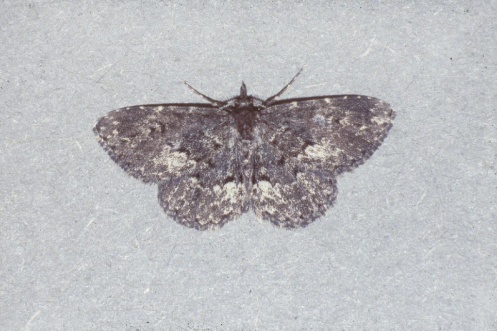 Waved Black (Parascotia fuliginaria)