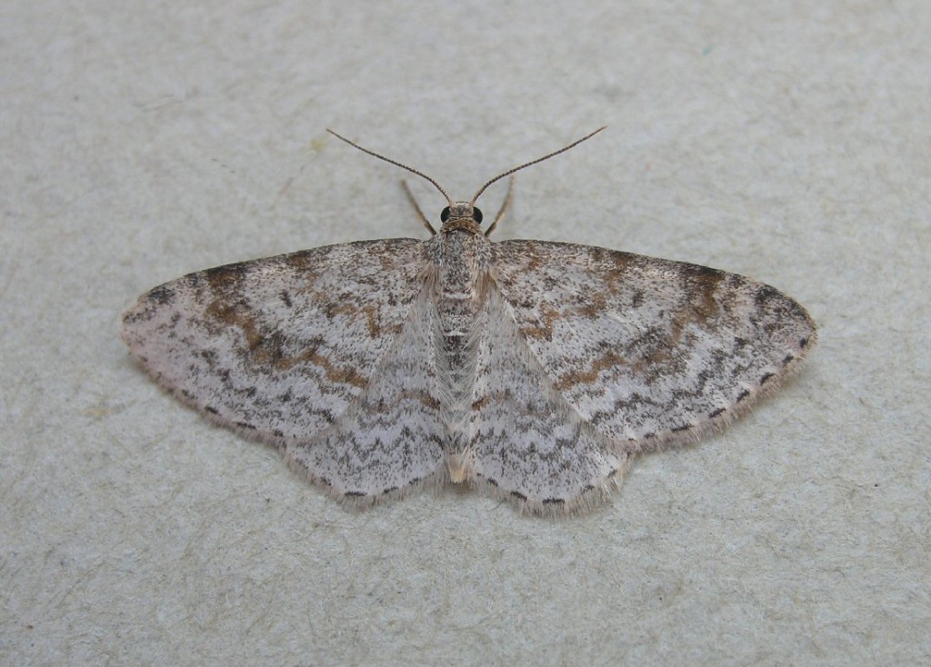 Waved Carpet (Hydrelia sylvata)