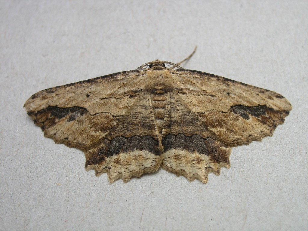 Waved Umber (Menophra abruptaria)