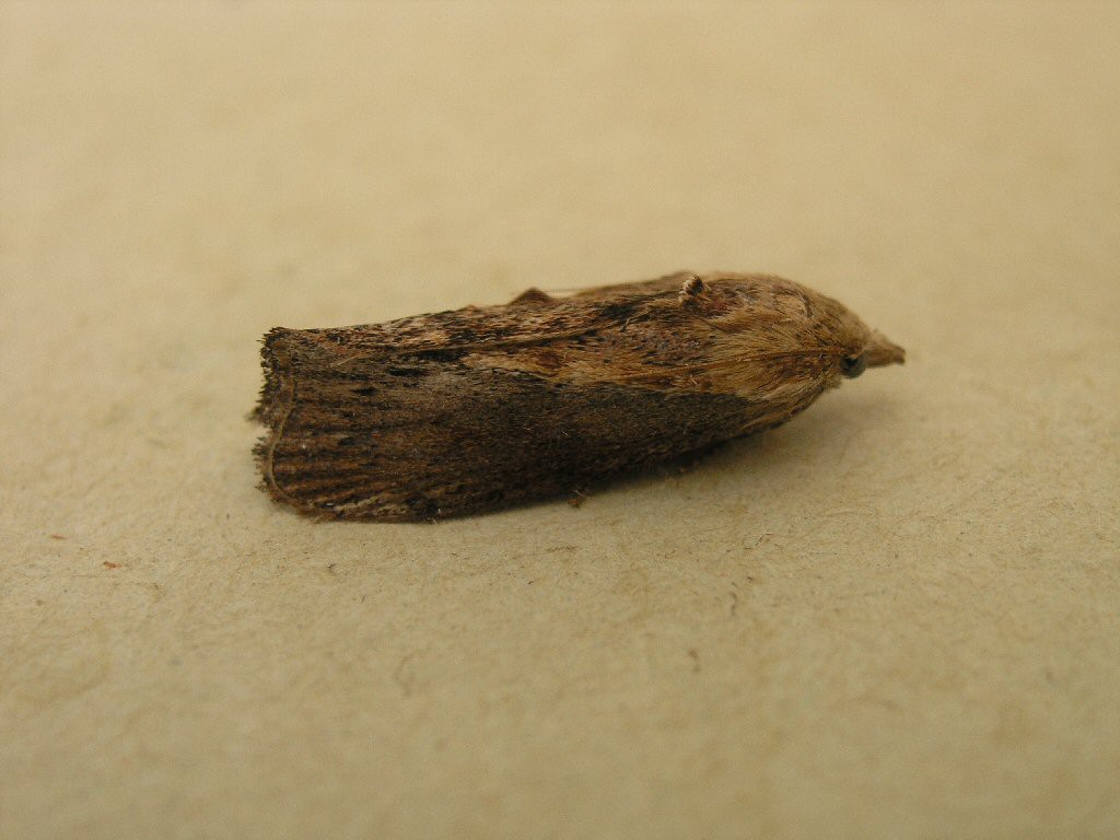 Wax Moth (Galleria mellonella)