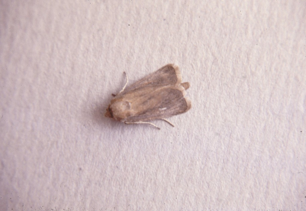 Webb's Wainscot (Globia sparganii)