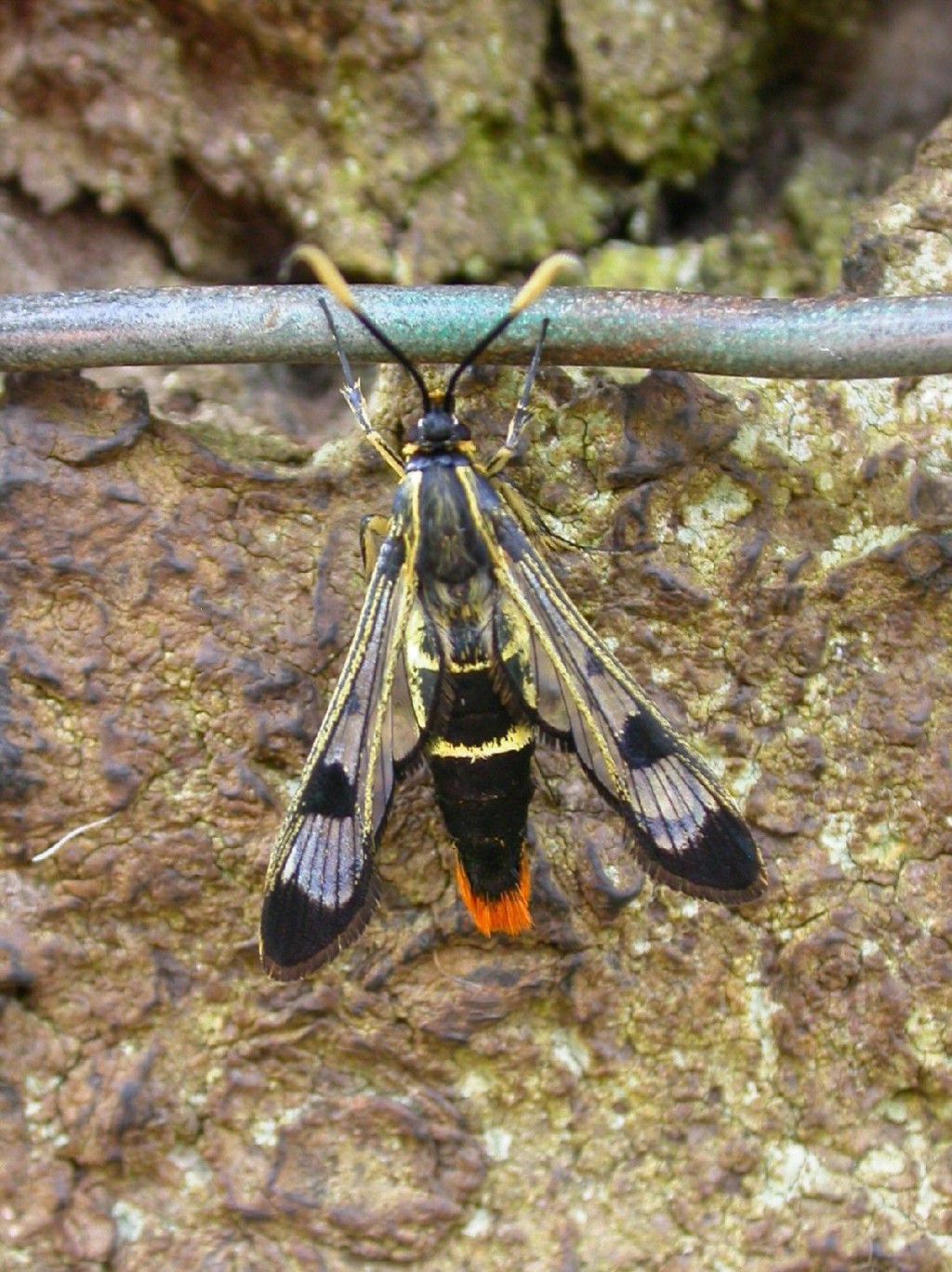 Welsh Clearwing (Synanthedon scoliaeformis)