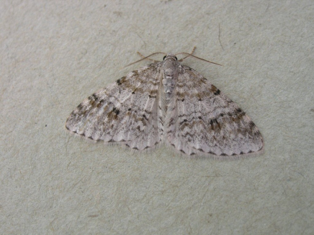 Welsh Wave (Venusia cambrica)