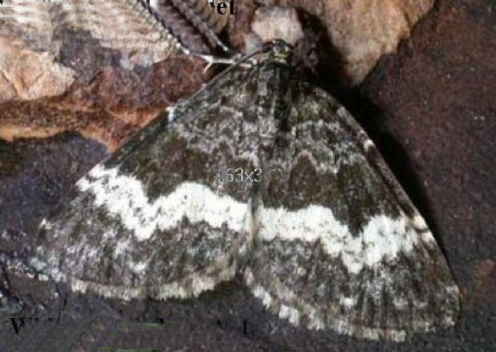 White-banded Carpet (Spargania luctuata)
