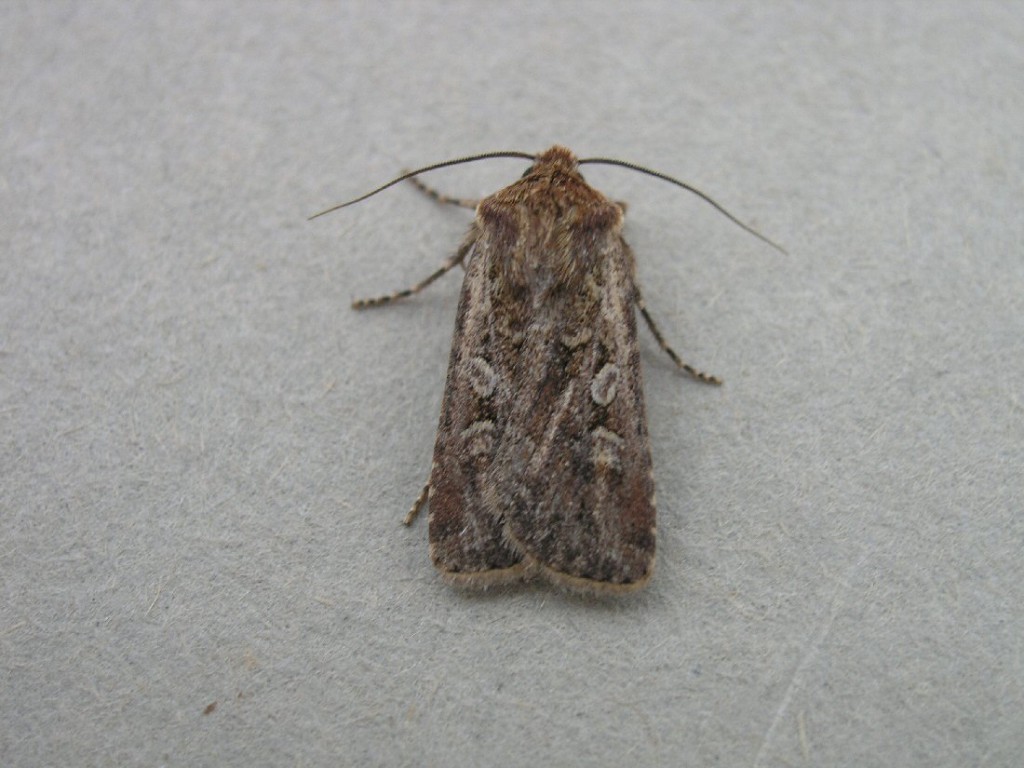 White-line Dart (Euxoa tritici)