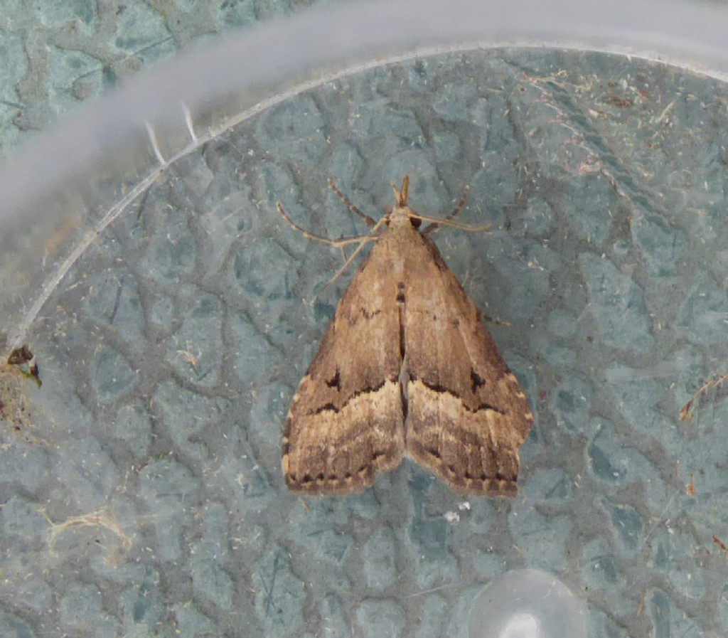 White-line Snout (Schrankia taenialis)