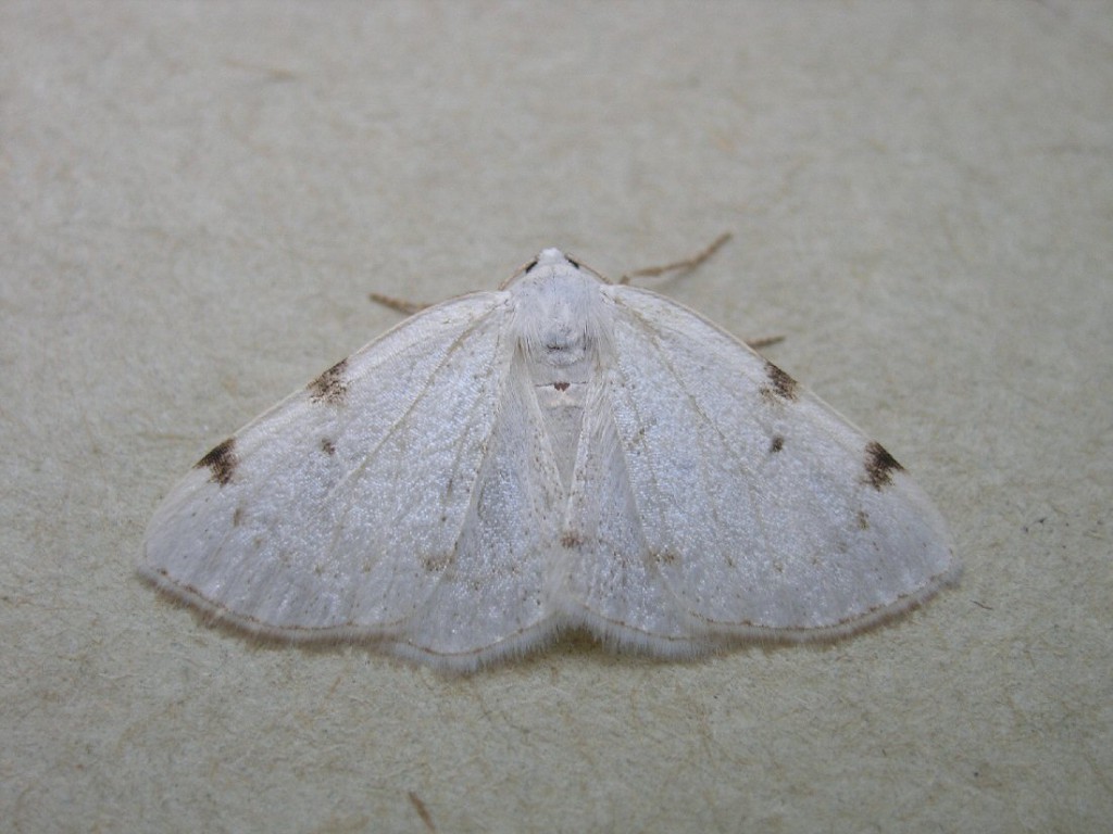 White-pinion Spotted (Lomographa bimaculata)