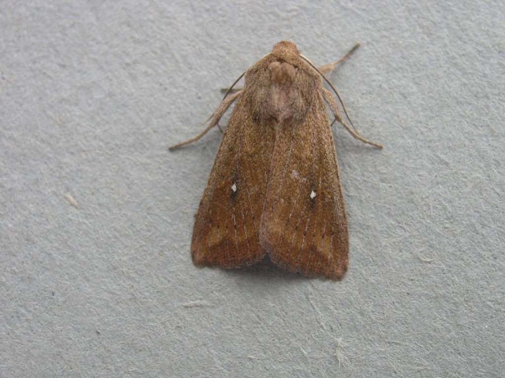 White-point (Mythimna albipuncta)