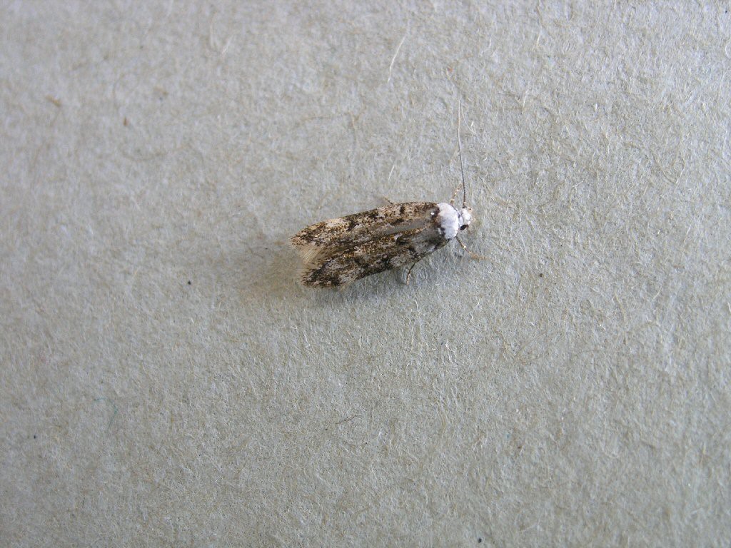 White-shouldered House-moth (Endrosis sarcitrella)