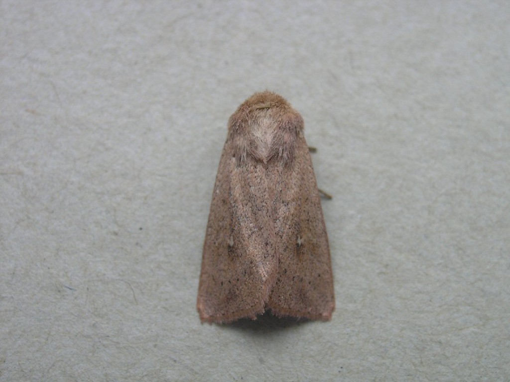 White-speck (Mythimna unipuncta)