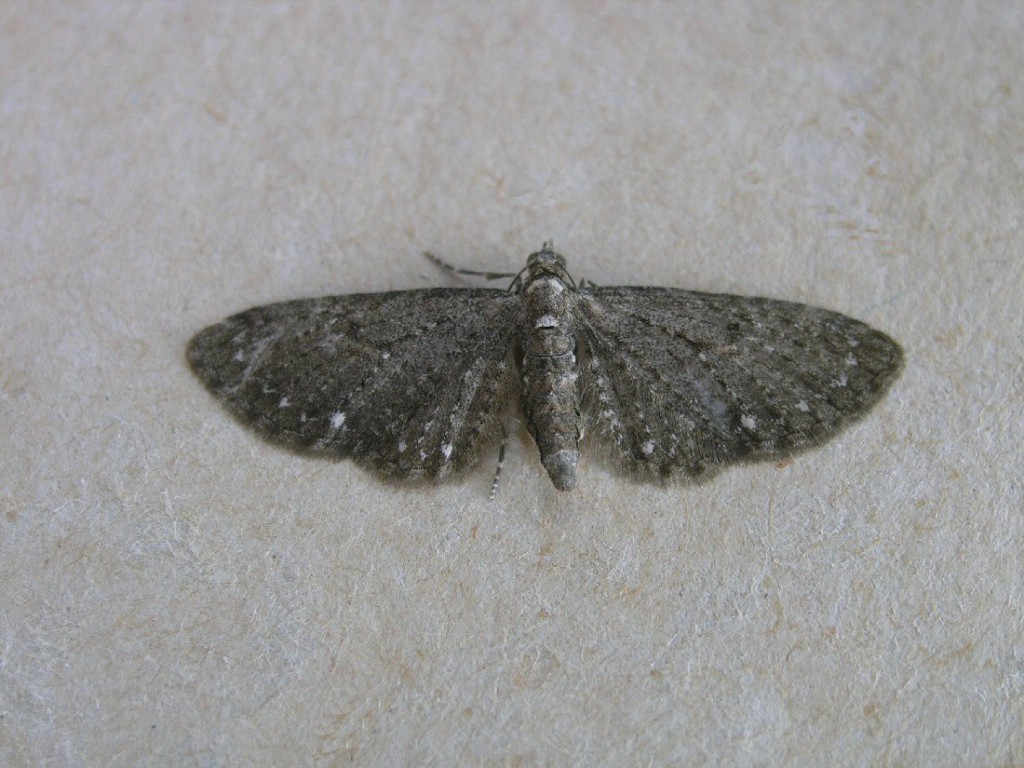 White-spotted Pug (Eupithecia tripunctaria)
