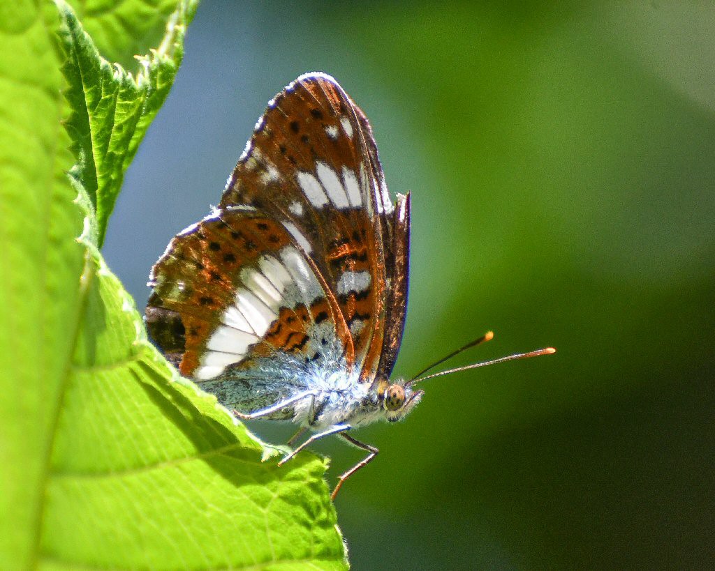 White Admiral (Limenitis camilla)