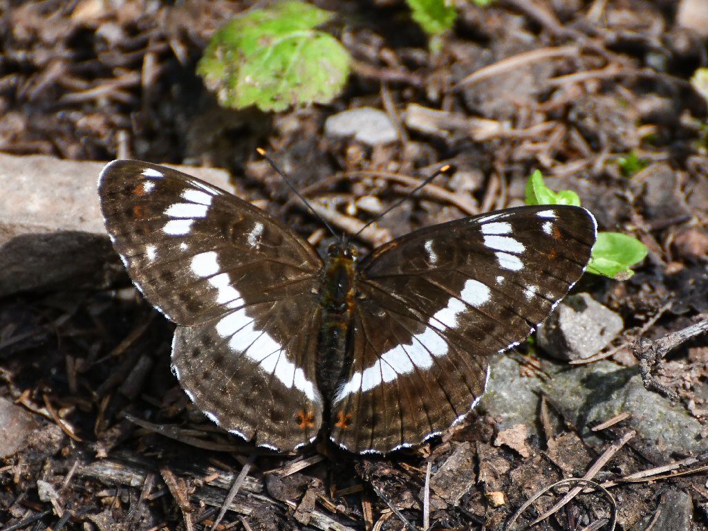 White Admiral (Limenitis camilla)